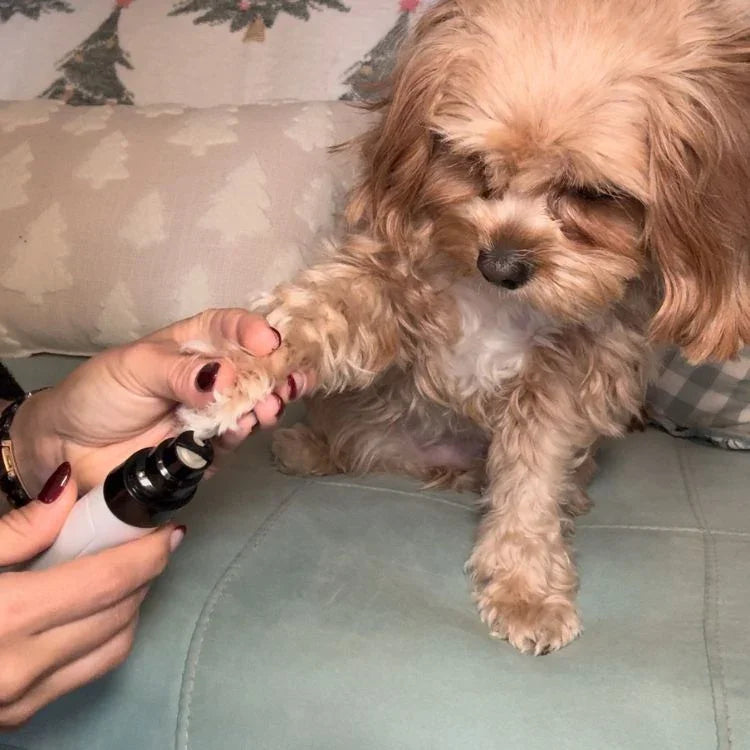 Elorysa Pet Nail Grinder | Whisper Quiet Dog Nail Grinder